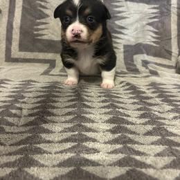 Onyx - Black and tan male Pembroke Welsh Corgi puppy in Maupin, Oregon from Bailey Nannini