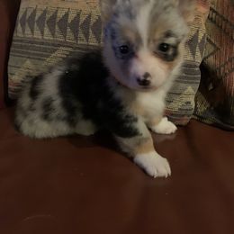 Girl 1 - Pembroke Welsh Corgi puppy in Brackettville, Texas from Schott’s Country Corgis
