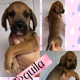 Tequila - Fawn female Great Dane puppy in Wellsville, New York from Prophecy Danes