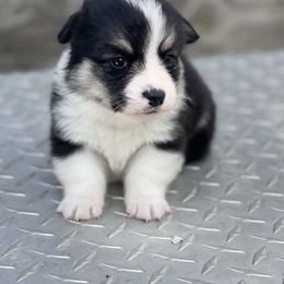 Pembroke Welsh Corgi Puppies from Mendoza Welsh Corgi’s