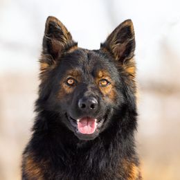 German Shepherd and Golden Retriever Puppies from Sweetheart Therapy Dogs LLC