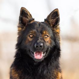 German Shepherd and Golden Retriever Puppies from Sweetheart Therapy Dogs LLC