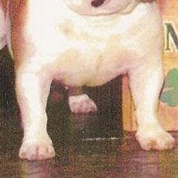 Bulldogs from Mouser Bulldogs