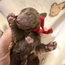 Boy 1 - Chocolate male Dachshund puppy in Apache Junction, Arizona from Shaw Dachshunds
