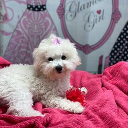 Jade - White female Bichon Frise puppy in Apple Valley, California from God’s Creatures