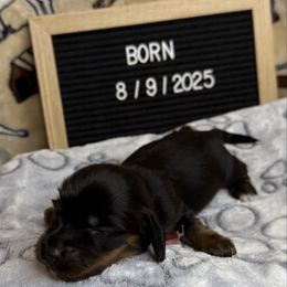 Cher Tiny Dancer Dachshund's - Black and tan female Dachshund puppy in Tacoma, Washington from Tiny Dancer Dachshunds