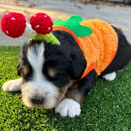 Bernedoodle Puppies from Bernedoodle Love