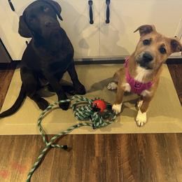 Doberman Pinscher and Labrador Retriever Puppies from GFD Kennels