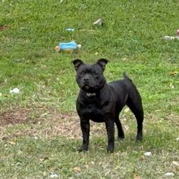 Pixel - Brindle female Staffordshire Bull Terrier puppy in Houston, Texas from Breaking Bad Staffords