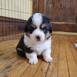 Blitzen - Black and tan Pembroke Welsh Corgi puppy in Austin, Minnesota from Klein Corgi Ranch
