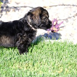 Giant Schnauzer Puppies from Schnauzer Ranch