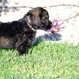Giant Schnauzer Puppies from Schnauzer Ranch