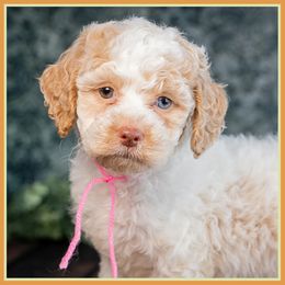 Annelle - Buff female Cockapoo puppy in Connersville, Indiana from Deaz Doodle Ranch