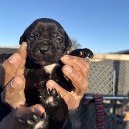 Girl 3 - Cane Corso puppy from Busch Kennels LLC