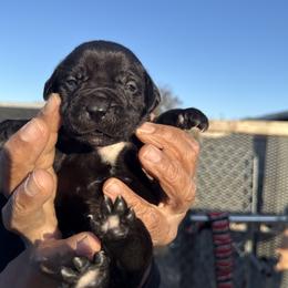 Girl 3 - Cane Corso puppy from Busch Kennels LLC