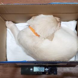 Golden Retriever Puppies from The Golden Court
