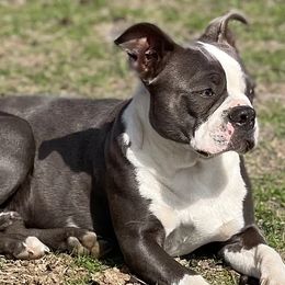 Boston Terriers from Crazy HART Boston Terriers