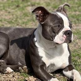 Boston Terriers from Crazy HART Boston Terriers