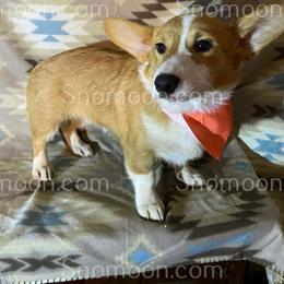 Orange Collar - Red male Miniature Pinscher puppy in Eaton, New York from Snomoon Miniature Pinschers  & Pembroke Welsh Corgi