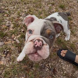 Crown Prince Cairo - Lilac tri-color male Bulldog puppy in Pace, Florida from Royal Fade Bulldogs
