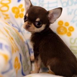 Chihuahuas from Limelight Chihuahuas