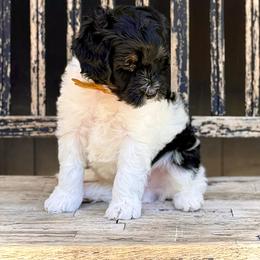 Yoshi- green collar male - Tri-color male Bernedoodle puppy in Salt Lake County, Utah from Coco Avenue Pups