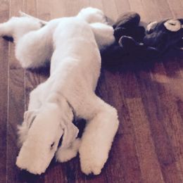 Bedlington Terrier All Grown Up from Elante Bedlingtons