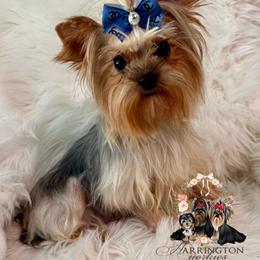 Magnolia - Yorkshire Terrier