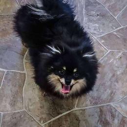 May May - Pomeranian