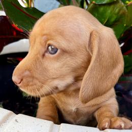 Robin - Red male Dachshund puppy in Orlando, Florida from Weiner Wunderland of Central Florida