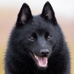 Schipperkes from Dashing Schipperkes