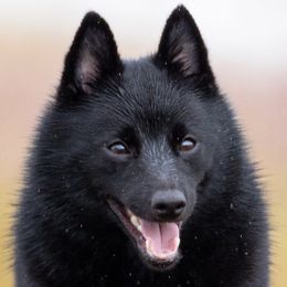 Schipperkes from Dashing Schipperkes