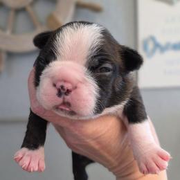 Elvis - Brindle and white male Boston Terrier puppy in Oak Hills, California from All American Boston Terriers