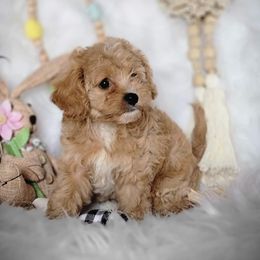 Bernedoodle, Cavapoo, Cockapoo, and Goldendoodle Puppies from Farquharson's Poodles&Doodles