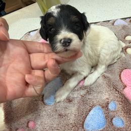 Girl 2 - Tri-color female Bernedoodle puppy in Lakeland, Florida from Doodles & Danes