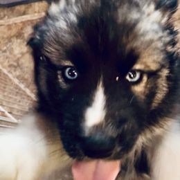 Marceline - Agouti and white Siberian Husky puppy in Udall, Kansas from Arctic Circle Kennels
