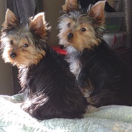 Poodles and Yorkshire Terriers from Winchester's Magic Yorkipoos & Poodles