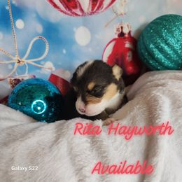 Rita Hayworth - Black and tan female Pembroke Welsh Corgi puppy in Louisburg, North Carolina from Lucky Penny Corgis