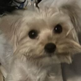 Kadi - Yorkshire Terrier