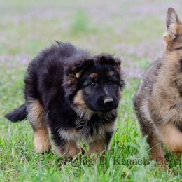 Australian Cattle Dogs and German Shepherds from Flying D Kennels
