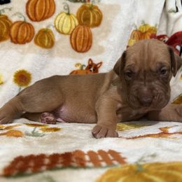 Jeykll - Chocolate male Great Dane puppy in Altoona, Alabama from Sovereignty Woods Great Danes