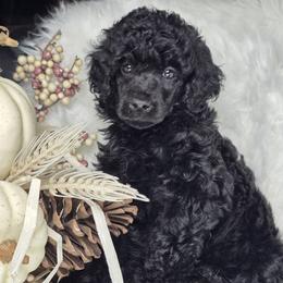 Princeton - Black female Poodle puppy in Cleveland, Georgia from Jam's Doodles And Poodles