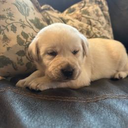 Pumpkin- black collar- first pick yellow  male - Yellow male Labrador Retriever puppy in Isanti, Minnesota from Four Corners Family Labs