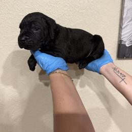 Dark pink power puff - Black female Cane Corso puppy in Lubbock, Texas from Hub City Kennel