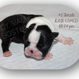 Girl 2 - Black and white female Boston Terrier puppy in North Central, Vermont from Windy Valley’s Bostons