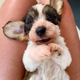 Petit Basset Griffon Vendeens from Sun Peak PBGVs