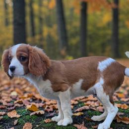 Male 2 - Blenheim male Cavalier King Charles Spaniel puppy in Unicoi, Tennessee from Unaka Mountain Corgis