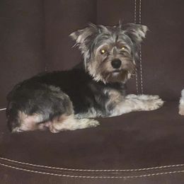 Copper - Yorkshire Terrier