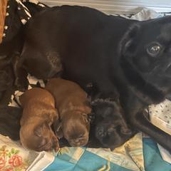 Brussels Griffon Puppies from Maze Brussels Griffons