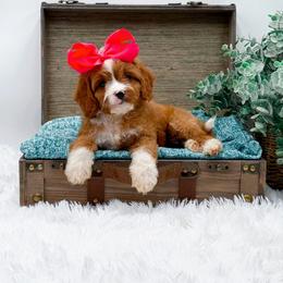 Cookie - Red female Cavapoo puppy in Statesville, North Carolina from Doodle Babies